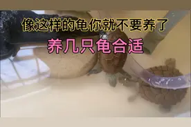 养几只龟合适视频封面