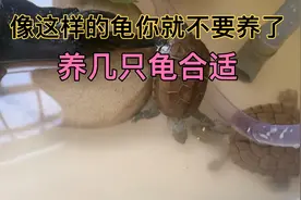 养几只龟合适视频封面