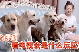 狗子们集体看动画片狮子王，会有什么反应？赛文表现让人意外！视频封面