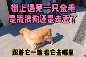 遇见一只没有主人的金毛，跟着它一路，看它把我带哪里去了？视频封面