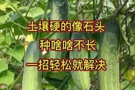 朋友种菜的土壤硬的像石头，我告诉了他一个简单方法，一招解决视频封面