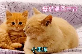 母猫用温柔又慈爱的声音呼唤小奶猫吃奶，原来母猫是这样叫唤孩子视频封面