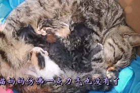 猫咪生崽，拍下了全过程，心疼猫妈妈，万物有灵性，母爱一样伟大视频封面