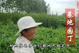 一句只拉毛子忆起被蛰得死去活来的童年，阿姨叫八夹子你叫它啥视频封面