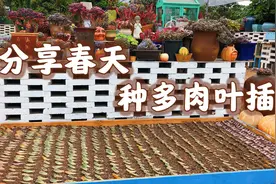 教你正确种植多肉叶插，三个细节要做好，叶插苗长的壮！视频封面