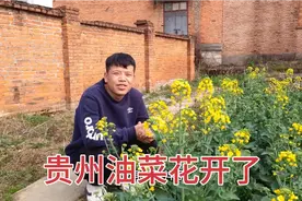 贵州遵义气候宜人，田里的油菜花开了，农民们开始耕种玉米和海椒视频封面