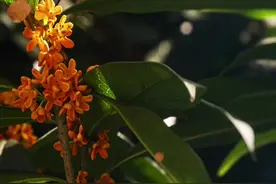 用剪映模板表现《秋词》意境图片