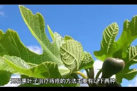 无花果叶子治疗痔疮的方法视频封面