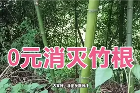 农民最头疼竹子破坏农田了，农村老人不用花钱就彻底消灭竹根了视频封面