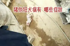 猪伪狂犬有哪些症状怎么处理视频封面