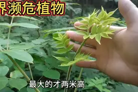 湖南发现了世界濒危植物楤木，来看看有多少人见过？
