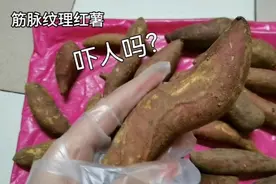 筋脉纹理红薯可曾见过？