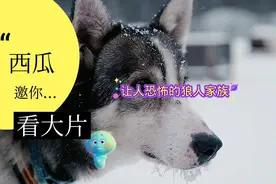 大家听说过狼人家族吗？请继续往下看视频封面