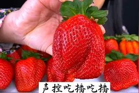 外国小姐姐一口气吃下12个拳头大的草莓#声控#咀嚼声视频封面