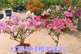 广红樱和绿樱详细比较，那个品种更优秀花期更长！视频封面
