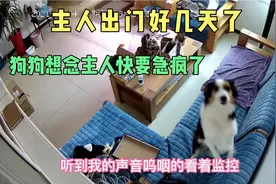 主人离家好几天了，狗狗想念主人都急疯了视频封面