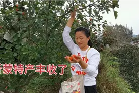 沂蒙山区特产成熟，相差40岁婆媳爬树摘，说说笑笑满是丰收喜悦视频封面
