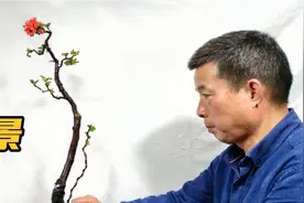 海棠盆景烂根失枝开花减少是什么原因视频封面