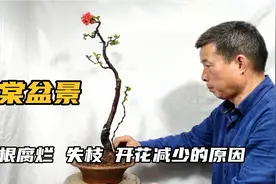 海棠盆景烂根失枝开花减少是什么原因视频封面