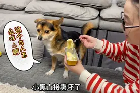 主人吃榴莲惨遭狗狗嫌弃，当主人把榴莲塞进狗嘴里时，你们都别笑视频封面