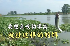 要想鱼咬钩率高，就用这样的钓饵挂钩，特别在野河钓鱼最实用视频封面