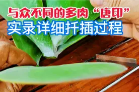 实拍多肉＂唐印”的叶插、茎杆扦插、配土全过程，单头爆盆变多头视频封面