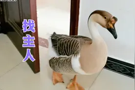 宠物鹅看不见主人，自己会挨个房间去找主人，真是太通人性了视频封面