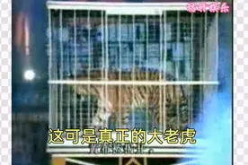 魔术表演之美女助手变野兽，原来老虎一直都在视频封面
