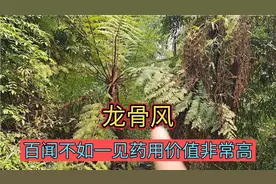 农村老人所说的龙骨风，药用和经济价值非常高，一起认识吧视频封面