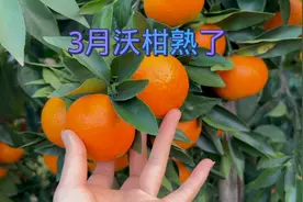 3月份，紫月家的沃柑成熟了，是晚熟品种沃柑视频封面