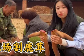 中俄朝边境养鹿场，现场割鹿茸，泡鲜鹿茸血酒全过程，涨知识了！视频封面
