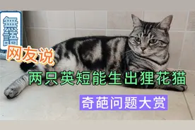 我家蓝猫和银渐层生出了狸花猫，信不信由你视频封面
