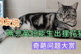 我家蓝猫和银渐层生出了狸花猫，信不信由你