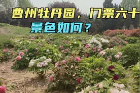 出差菏泽，顺便曹州牡丹园逛逛，门票六十，景色如何？视频封面