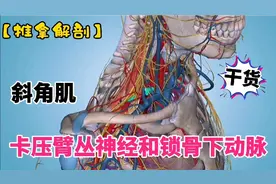 手臂发凉发麻，斜角肌缩短卡压臂丛神经和锁骨下动脉【推拿解剖】视频封面