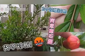 红艳诱人的石榴幼果原来只是花苞?2个证据证明突尼斯石榴货不对板视频封面
