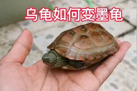 草龟乌龟如何变墨龟？公乌龟不同年龄的变化，什么墨龟比较好？视频封面