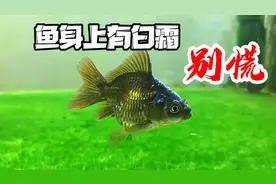 干货分享，金鱼身上有白霜非常好解决，分析不同情况该如何换水