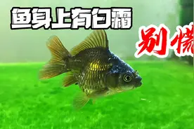 干货分享，金鱼身上有白霜非常好解决，分析不同情况该如何换水视频封面