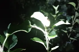 瞎撞子（绿壳金龟子）大量出现，苹果树叶危害严重。睌9点潍坊视频封面