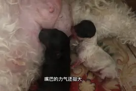 小泰迪初次吃奶，竟然睡着了还卟啾卟啾的裹着奶头不松口，太萌了视频封面