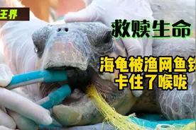 天使在左，恶魔在右，海龟被鱼钩刺穿了舌头，又被渔网卡住了喉咙视频封面