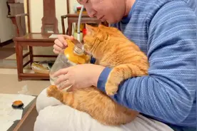 大晚上小猫咪和爸爸又吃起了夜宵，爸爸吃饼干它舔皮绝配！