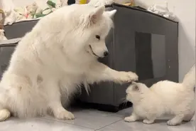 萨摩耶有多喜欢小猫咪，完整版！