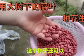 用大树下的腐叶土，用来种花生，能更好的发芽