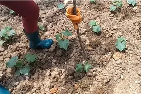 黄瓜可以搭架了，用这个方法给黄瓜搭架，既美观又牢固