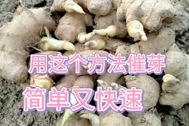 种生姜学会催芽是关键，大姐分享从催芽到种植全过程，赶紧学学吧视频封面