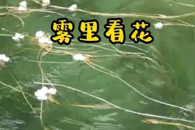 《雾里看花》水中望月！年过半百我唯一相信的是时间会证明一切视频封面