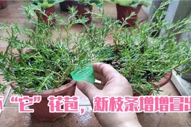 太阳花只需要给它喝一点这个“水”花苞新枝条增增冒出来，快看看视频封面