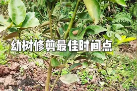 柑橘修剪技术，一到两年幼树最佳修剪的时间，搞错了晚一年挂果视频封面